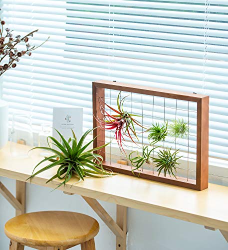 Mkono Double Layer Wall Hanging Glass Planter and Air Plant Frame Hanging, Modern Novel Flower Bulb Vase Plant Terrarium with Retro Wooden Stand, Plants Home Garden Office Decor(Plant Not Included)