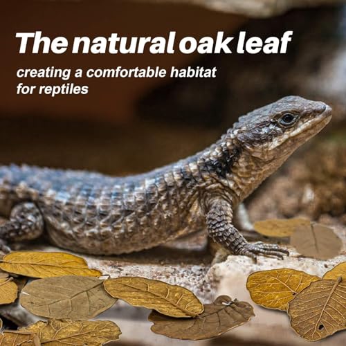 MAQIHAN 7 OZ Dry Oak Leaf Litter - Leaf Litter for Reptiles Oak Leaves for Isopods Live Substrate for Snakes, Frogs, Isopods, Terrarium Bedding | Whole Natural Oak Leaves for Terrarium, Forest Floor Habitat, Premium Enclosure Bedding for Snake, Frog, Geck