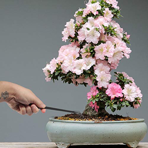 BambooMN Bonsai Root Rake Tool - 1 Piece - color: Root Rake