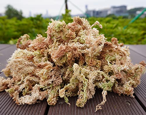 5oz Sphagnum Moss for Plant Propagation, Great Orchid Potting Mix, Help with Maintain Humidity - size: 5 oz