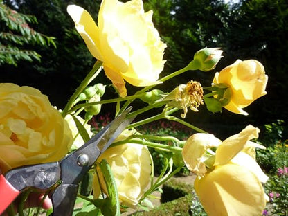 Okatsune Bud Cutting Shears No. 304