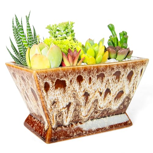 Succulent Pots - 7 Inch Large Plant Pot with Drainage, Shallow Bonsai Pots - color: White