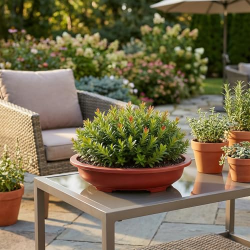 HOIGON 8 PCS 15 x 11 Inch Plastic Oval Bonsai Training Pots, Red Large Shallow Oval Planter Pot with Drainage Hole, Plant Nursery Pot for Succulent
