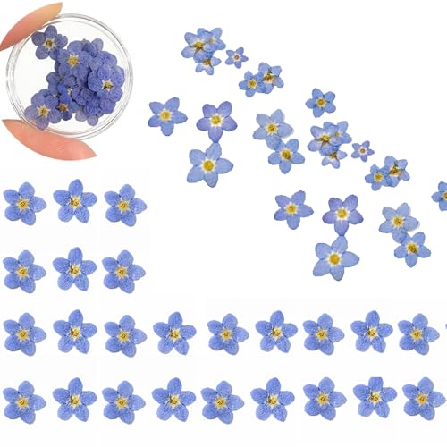 60 Pcs Natural Forget Me Not Dried Flowers Do Not Forget Me Dried Pressed Blooms Flowers for Jewelry Molds Candle Card Making DIY Art Crafts Painting Ornaments Nail Art Decorations Home Decor