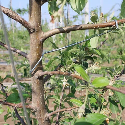 Fruit Tree Branch Limb Spreader Open Angle Pull Branch Separators Stereotyped Branch Bending Tool Fruit Branch(20 PCS)(T16)