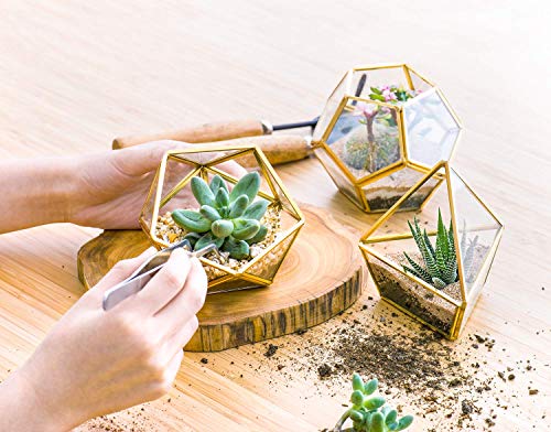 Mkono Desktop Plant Propagation Station Glass Planter Terrarium with Wooden Tray and Artificial Succulent in 3 Pack Mini Glass Geometric Terrarium