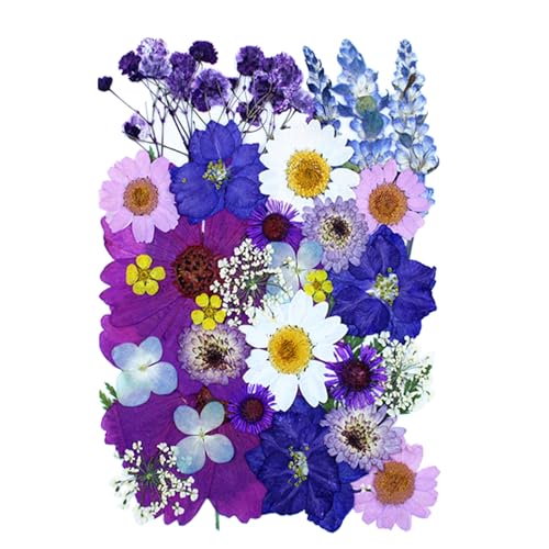 35Pcs Dried Pressed Flowers for Resin DIY Art Crafts Natural Dry Floral Daisy Epoxy Jewelry Real Flower Decor Cakes Bookmarks Phone Cases Candles Handmade Soap - color: Dark Purple