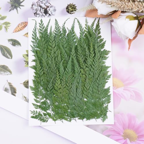 50Pcs Green Leaves Dried Pressed Flowers for Crafts,Xinxinran Ferns Dry Flower Kit for Wedding Invitation Accessories,Bookmark,Jewelry Molds,Candle Making Supplies,Soap,Frame - color: Green Leaves 50pcs