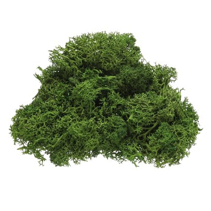Preserved Reindeer Moss, 4 OZ Fake Moss for Crafts Artificial Dried Moss for Decoration, Craft, Terrariums, Potted Plants, Centerpieces Fairy Gardens (Green)