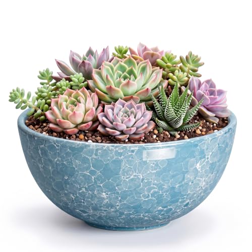 Succulent Pots Ceramic, 8 Inch Bonsai Tree Pots, Droplet Blue | Bowl Planter for Indoor Plants Outdoor, Round Succulent Planters with Drainage Hole, Kitchen Decor, Plant Gifts for Women - color: Droplet Blue-1, size: 8 Inch