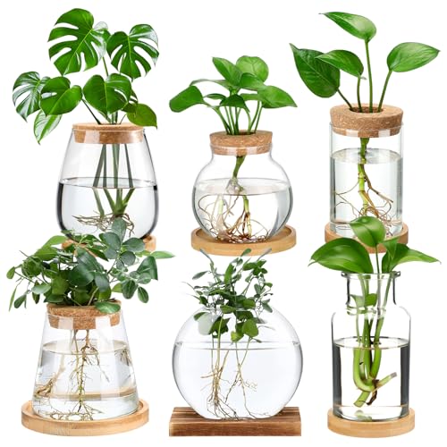 Honeydak 6 Pcs Plants Propagation Stations Planter Terrariums with Wooden Lid and Bamboo Stand Desktop Glass Propagation Vases for Plant Growing Hydroponic Home Office Tabletop Decoration - color: Wide Mouth Bottle