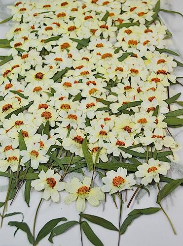 12 pcs White Zinnia with Stem Real Natural Dried Pressed Flowers for Resin Scrapbooking DIY Candle Decoration Jewelry Crafts - color: White Zinnia With Stem