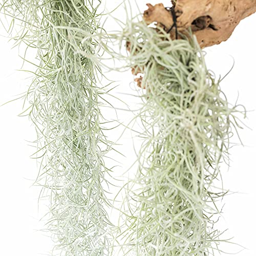 6 Pack Thick Colombian Spanish Moss Live Strands with Wire Hook - Tillandsia Usneiodes - Live Tillandsia Succulent House Plants - Home and Garden Decor - Easy Care Indoor and Outdoor Plants - size: Pack of 6
