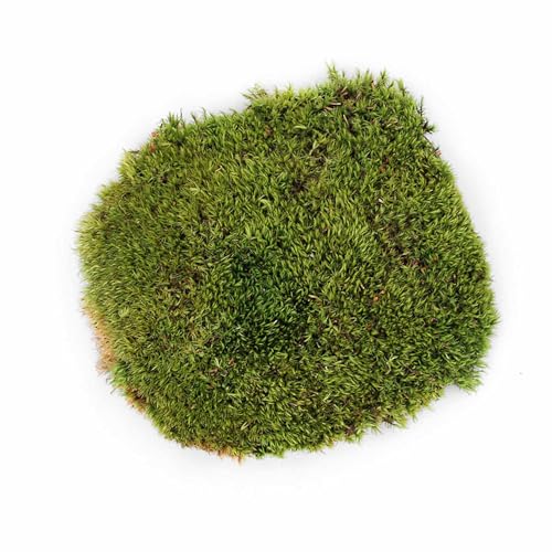 Galápagos (05234) Pillow Moss, Clumps of Real Moss, Natural, 4QT,Green