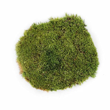 Galápagos (05234) Pillow Moss, Clumps of Real Moss, Natural, 4QT,Green