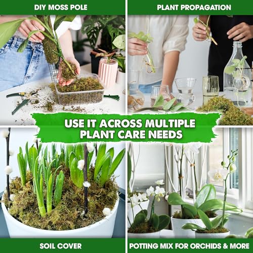 1.25 LBS Real Dried Forest Moss for Potted Plants, Plant Propagation | Hand-Picked & Clean, Easy to Rehydrate, Balanced Moisture, Forest Orchid Moss for Potting Mix,Moss Soil Cover for Houseplants - size: 1.25 LB