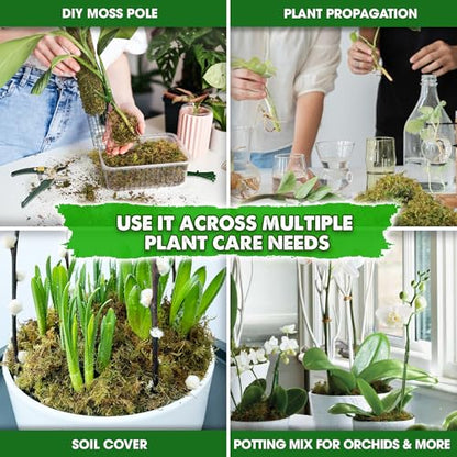 1.25 LBS Real Dried Forest Moss for Potted Plants, Plant Propagation | Hand-Picked & Clean, Easy to Rehydrate, Balanced Moisture, Forest Orchid Moss for Potting Mix,Moss Soil Cover for Houseplants - size: 1.25 LB