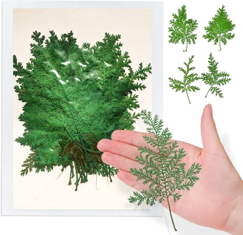 ALJ Green Dried Leaves for Resin Crafts Decor, 42PCS Real Dried Artemisia Leaves, Dry Wormwood Leaf for Resin Mold DIY Pressed Leaf Art Craft DIY Embellishment Decorations - color: Artemisia Leaves-green
