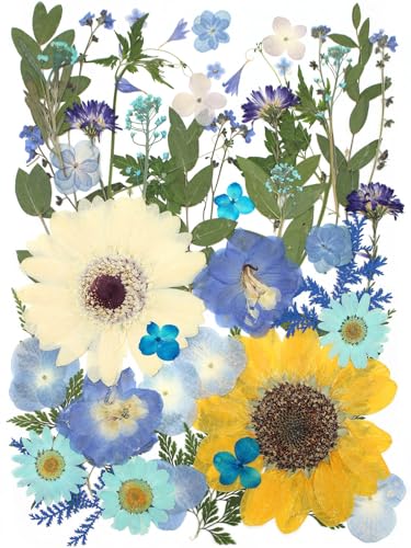 12“ Large Bulk Summer Dried Pressed Flowers for Glass Frame, Real Dry Natural Flower Leaf Daisy for Resin Mold, Cake Decor, Phone Cases (Calm Blue) - color: Calm Blue