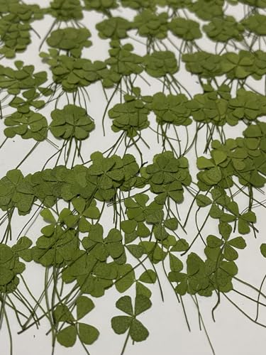 24 pcs Mini Four Leaf Clover Real Natural Dried Pressed Flowers for Resin Scrapbooking DIY Candle Decoration Jewelry Crafts - color: Green Four Leaf Clover