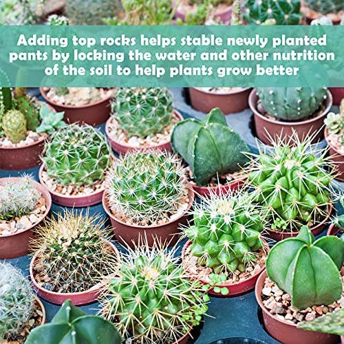 2LBS Horticultural Succulent Rocks Bonsai Mix Succulent Potting Mix Lava Rocks Cactus Soil Potting Mix Amendment - color: Green Zeolite