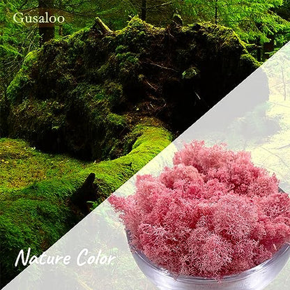 Preserved Reindeer Moss for Potted Plants, Light Pink - color: Lightpink, size: 3.5oz