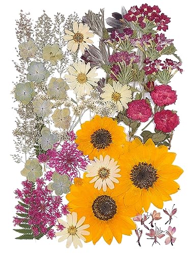 12“ Large Fall Dried Pressed Flowers for Art Crafts, Real Dry Natural Flower Leaf Fruit Bulk for Resin Mold, Cake Decor, Glass Frame (Autumn Sunflower) - color: Autumn Sunflower