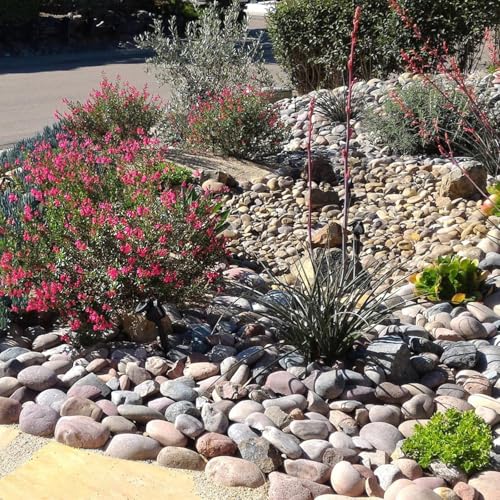 FANTIAN 40 lbs Garden Rocks Mexican Beach Pebbles, 3-4 Inch Decorative Large River Rocks for Landscaping Aquarium Yard Garden Paving Large Plant Crafting and Walkways | Natural Beach Pebbles, Decorative Stones for Landscaping, Aquarium, Yard, Garde, Plant