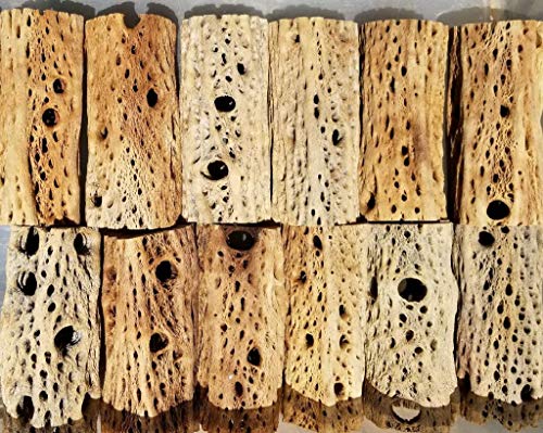 3-48 Inch All Natural Teddy Bear Cholla Wood Extra Hollow Large Untreated Organic Aquarium Driftwood Decoration Chew Toy Shrimp Crab Cichlid Nano Tank Birds 1 or 5 Pieces (1 Piece, 28) - size: 1 Count (Pack of 1)
