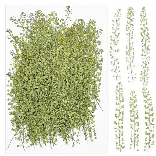 Cayway 100 PCS Dried Pressed Flowers, Real Pressed Flowers for Resin, Real Nature Flowers Set for Candle Soap Nail Card Scrapbook Art Craft Floral Decors - color: Green-100