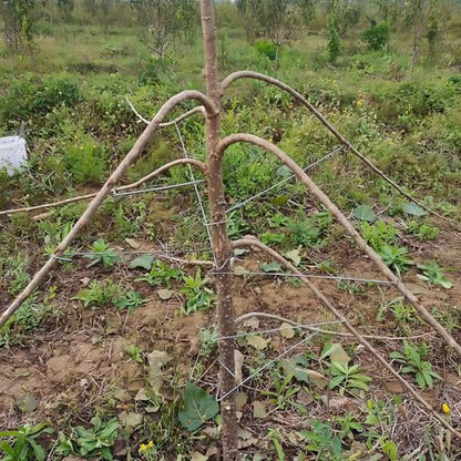 Tree Branch Bending Tool 100 pcs, 15.7inch Fruit Tree Branch Spreaders, Fruit Trees Limb Spreaders, Open Angle Pull Branch Stereotyped Tool Plant Branch Puller