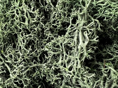 Bergamo Art 95g Preserved Reindeer Moss in Grass Green - color: Grass Green