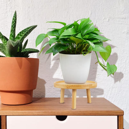 balacoo Solid Wood Plant Stand 2 Pack 5.11 inch Flower Pot Stand and Plant Riser for Indoor Use Wooden Holder for Living Room Balcony Desk Window Sill Natural Finish