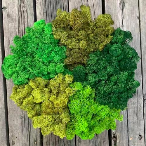 Preserved Reindeer Moss Natural Green DIY Kit Gardenning Art Wall Decor Florist Decor Easter Table Decor Wedding - color: Style-25, size: 1 lb
