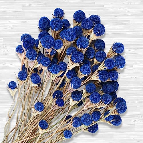 40 Pcs Blue Dried Thistle Flowers, Natural 17" Floral Bouquet | Lasting beauty real dried flowers with rich texture for floral arrangements, boho décor, centerpieces, vases and weddings.