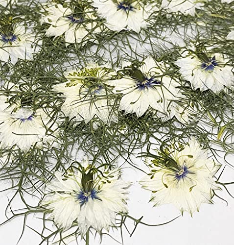12 pcs White Nigella Damascena Real Natural Dried Pressed Flowers for Resin Art Craft DIY - color: White Nigella Damascena