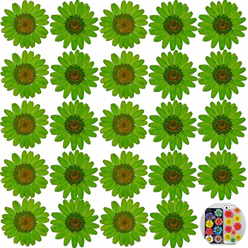 24 PCs Green Daisy Real Natural Dried Pressed Flowers for Candle Making Art Craft DIY - color: Green