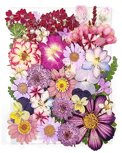 18 Types 37pcs Purple Dried Pressed Flowers for Resin Molds,YouthBro Real Natural Pressed Flowers for DIY Art Crafts,Candle Making, Nails Décor,Soap Making, Phone Case - color: Purple