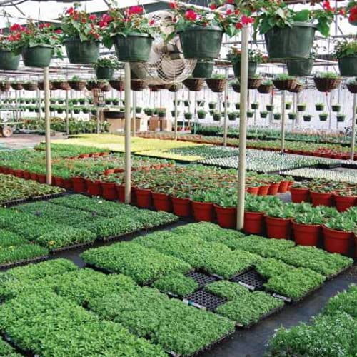 Farm Plastic Supply - Black & White Greenhouse Plastic Sheeting - 6 mil - (10' x 10') - 90% Reflective Green House Covering Film for Farming, Gardening, Agriculture - size: 10' x 10'