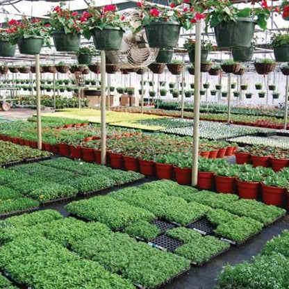 Farm Plastic Supply - Black & White Greenhouse Plastic Sheeting - 6 mil - (10' x 25') - 90% Reflective Green House Covering Film for Farming, Gardening, Agriculture - size: 10' x 25'