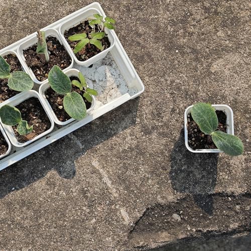 200 Pack 1.95 Inch Tiny White Plastic Square Nursery and Seedling Pot, Mini Transplant Seed Starter Planter with Drain Hole for Germination, Herb, Succulent - color: White, size: 1.95 inch