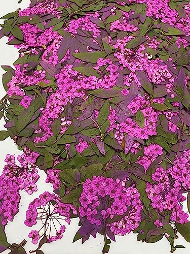 12 pcs Rose Red Narcissus with Stem Real Natural Dried Pressed Flowers for Resin Scrapbooking DIY Candle Decoration Jewelry Crafts - color: Rose Red Narcissus With Stem
