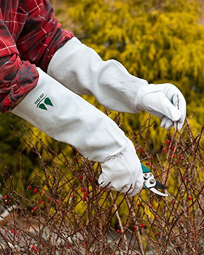Leather Gardening Gloves by Fir Tree. Premium Goatskin Gloves With Cowhide Suede Gauntlet Sleeves. Perfect Rose Garden Gloves. Men's and Women's Sizes. M-8 (See Size Chart Photo) - size: Medium (Pack of 1)