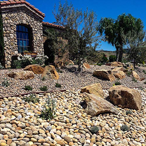 Mexican Beach Pebbles | 2000 Pounds of Smooth Unpolished Stones | Hand-Picked, Premium Pebbles for Garden and Landscape Design | Buff, 3 Inch - 5 Inch - color: Buff, size: 3 Inch - 5 Inch
