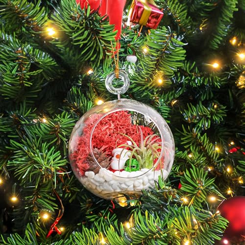 Creations by Nathalie Holiday 4" Glass Globe Terrarium Kit with Live Plant | DIY glass globe terrarium kit with live plant, moss, and essential supplies for creating an indoor terrarium display at home. - size: 4" Ornament Glass Globe