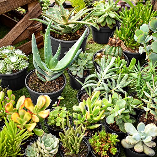 RAOOKIF 100 Pack Nursery Pots, 4 5 6 Inch Nursery Pot for Plants, Plastic Plant Pots with Drainage Holes, Garden Flower Pots for Transplanting, Succulents, Cuttings, Seedlings(5inch,100pcs) - size: 5 Inch