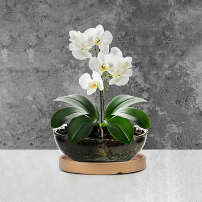 Vaguelly House Plants Indoors Live 3pcs Ceramic Plant Saucers Gold, 7 inch Thicken Planter Water Drip Tray, Flower Plant Pot Coasters, Bird Bath Bird Feeder Plate for Indoor Outdoor House Plants - size: 7inch