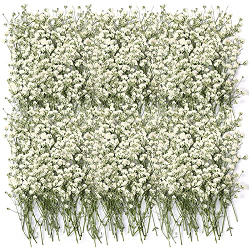 Tinideya 100 Pcs Dried Baby Breath Flowers Bulk Real Pressed,Ivory White - color: White