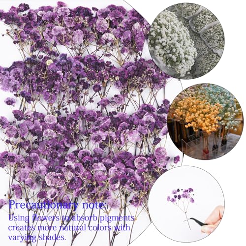 50Pcs Babys Breath Dried Pressed Flowers for Crafts,Xinxinran Purple Dry Flowers Kit for Wedding Invitation Accessories,Bookmark,Jewelry Molds,Candle Making Supplies,Soap,Frame,Cakes - color: Purple Baby's Breath