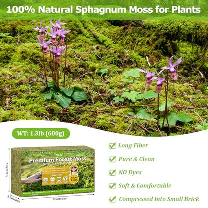 Legigo 1.3LB Sphagnum Moss for Plants, 25QT Natural Long Fiber Orchid Moss | Drainage & Moisture Retention, Green Plant Moss for Orchid Repotting, Carnivorous, Succulents, Reptile Bedding & Terrariums - size: 1.3LB